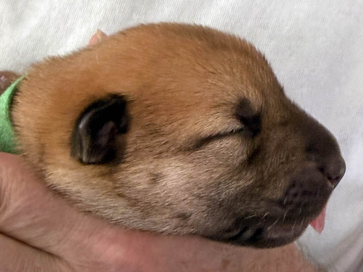 chinook puppy